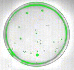 Use of an intensity threshold to identify dark objects